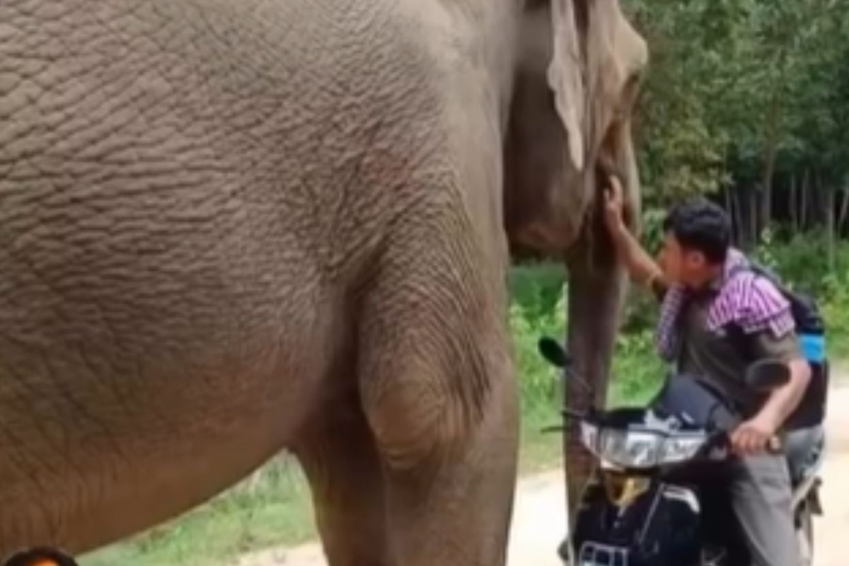 elephant