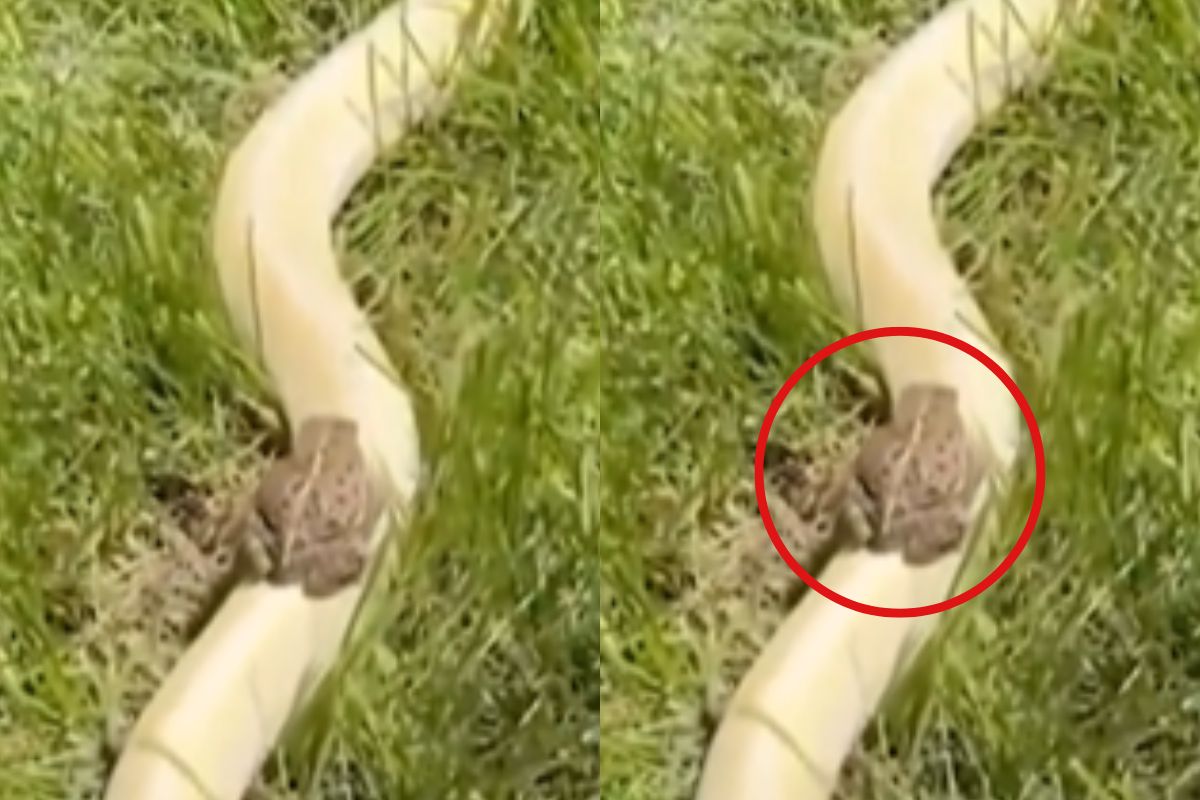 Viral video frog ride on snake back