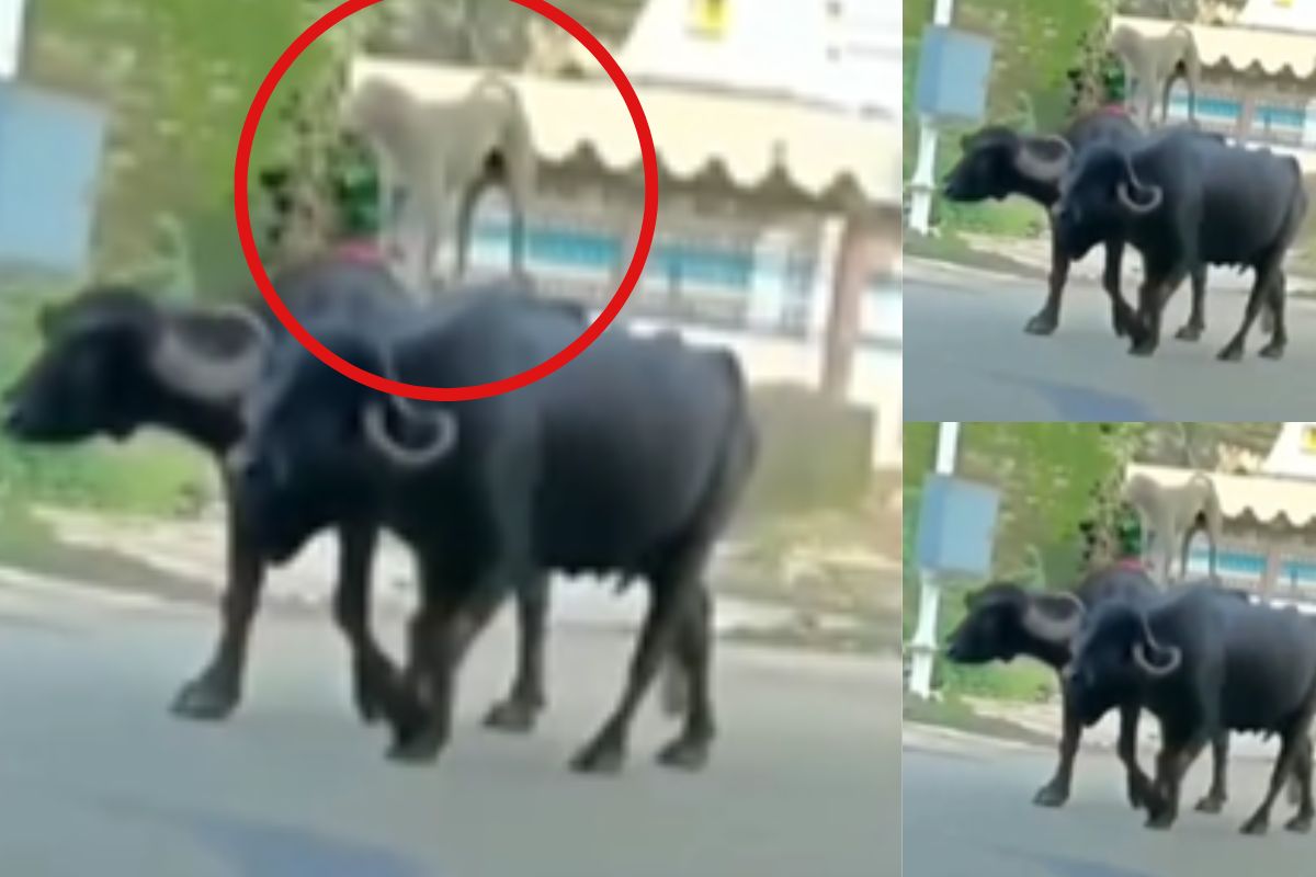 Viral video dog ride on two buffaloes