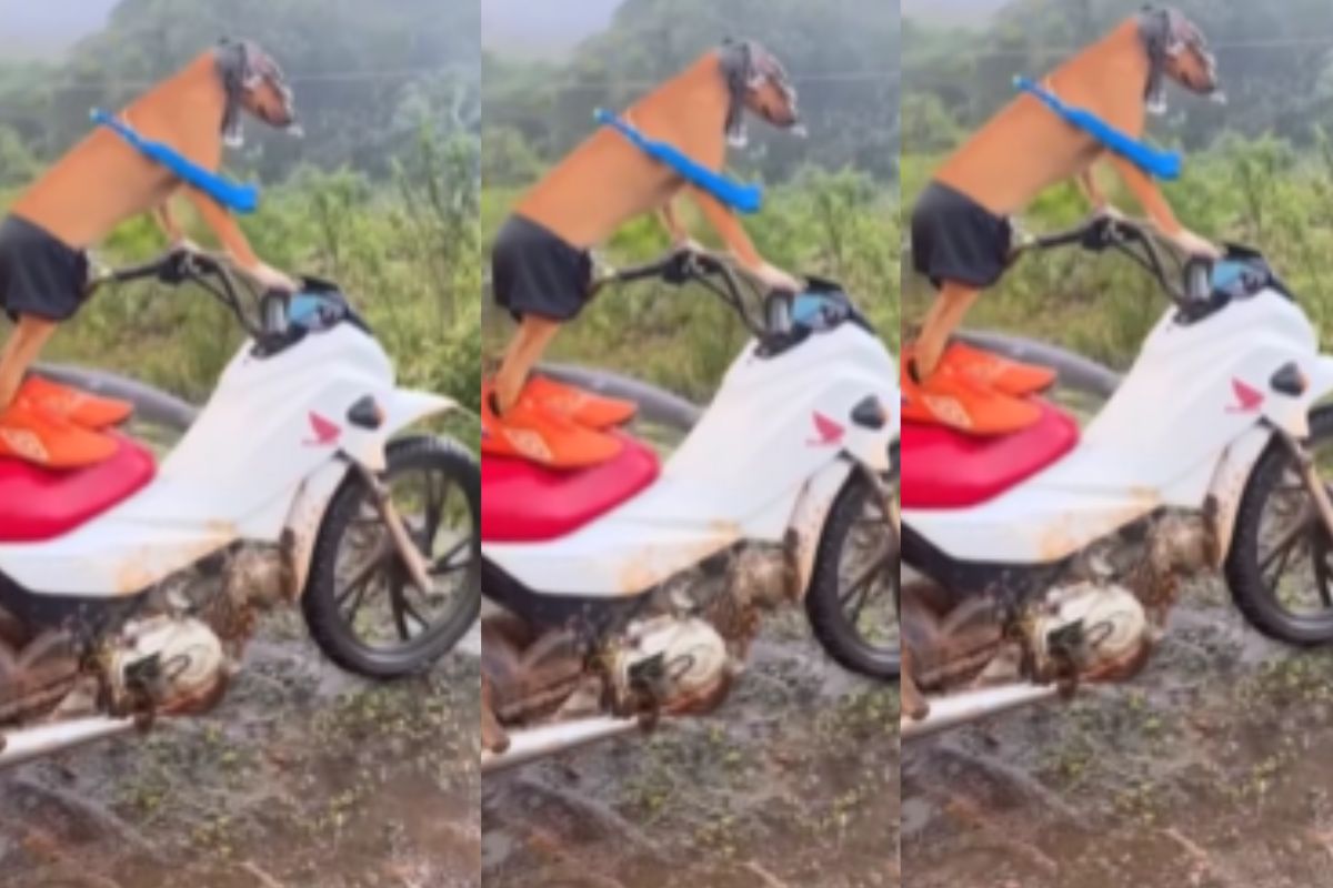Viral video dog ride bike