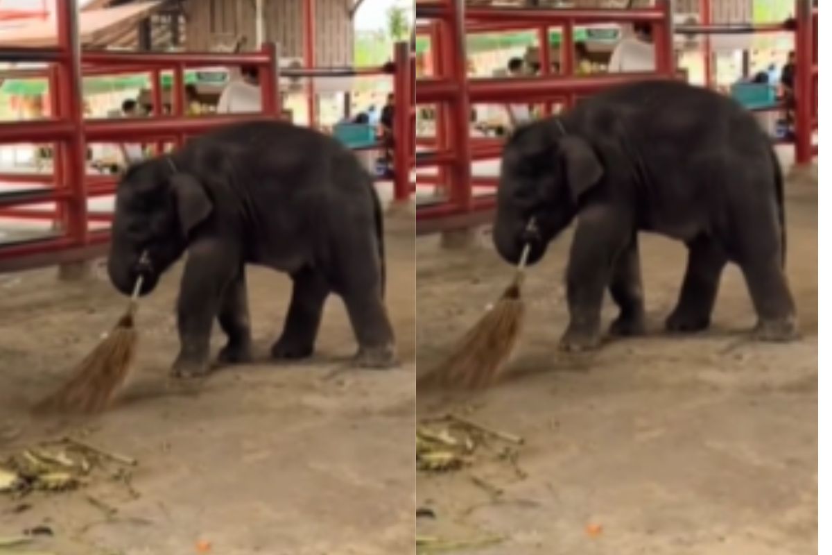 Viral video baby elephant broom ground