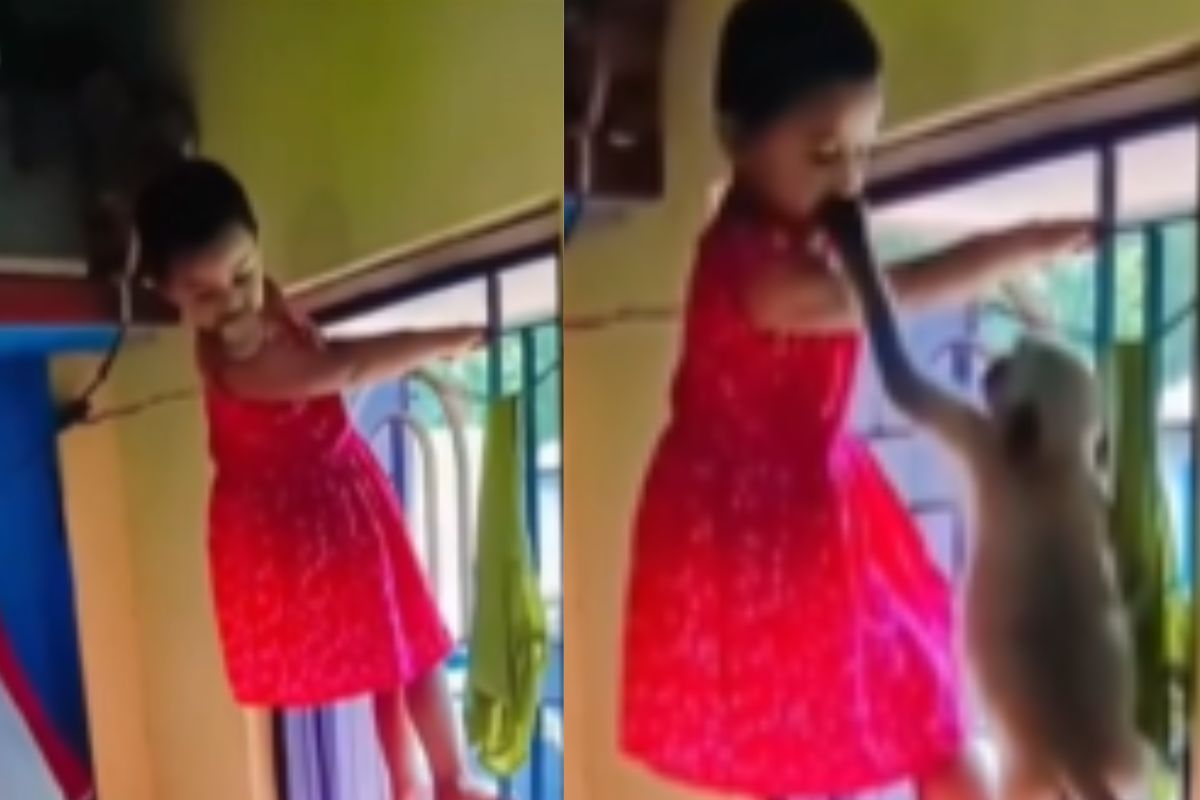 Viral video monkey snatch biscuit from girl mouth