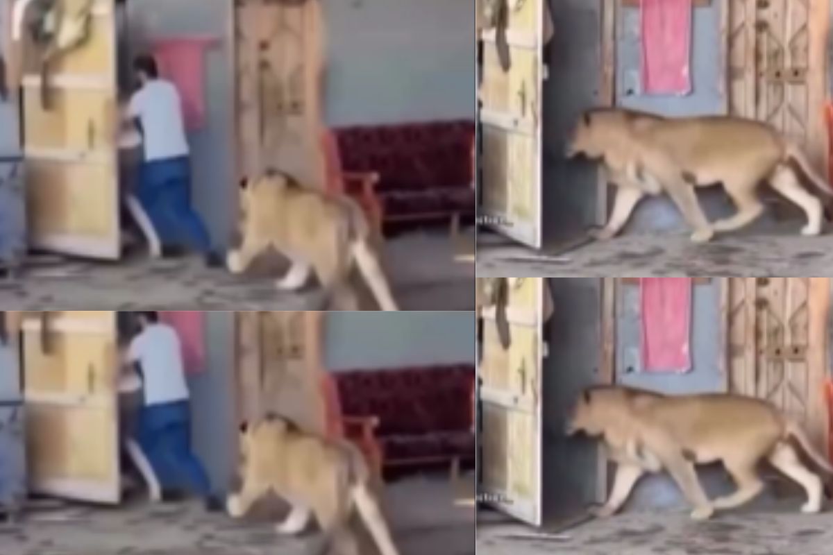 Viral Video lion follow two man enter into house