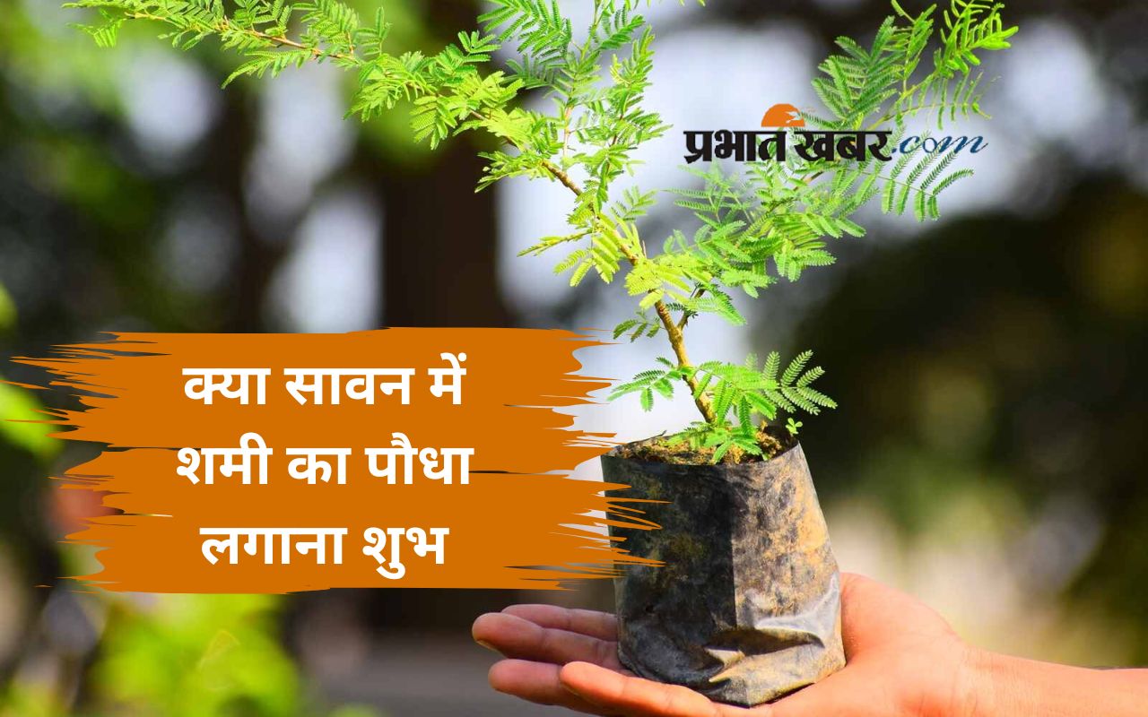 Shami Plant Benefits in Sawan