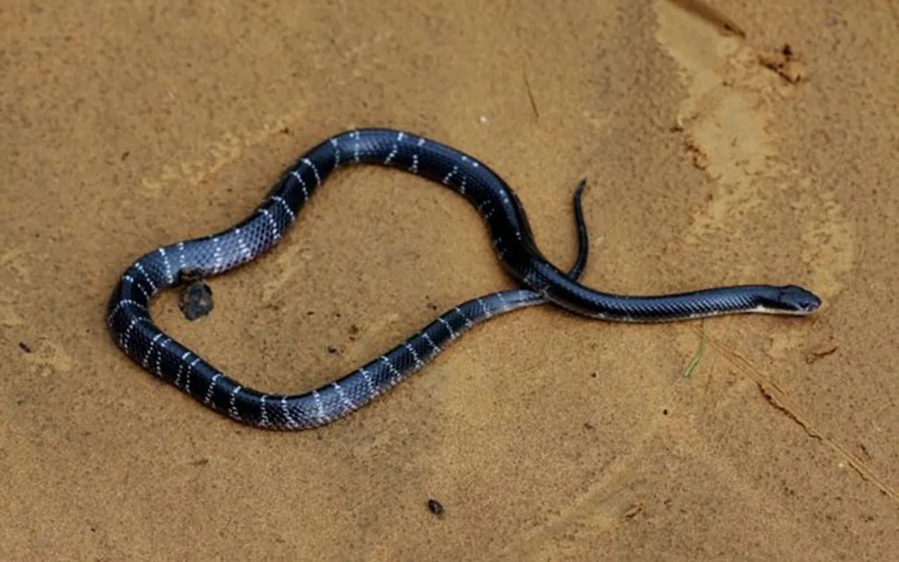 Snake