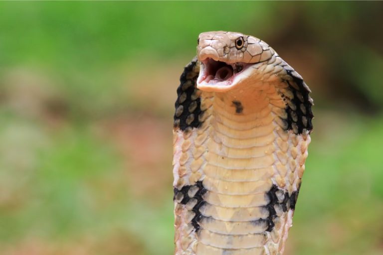 Most Snake Bite Deaths Country in World: सबसे ज्यादा मौत किस देश में होती है? सांप के काटने से