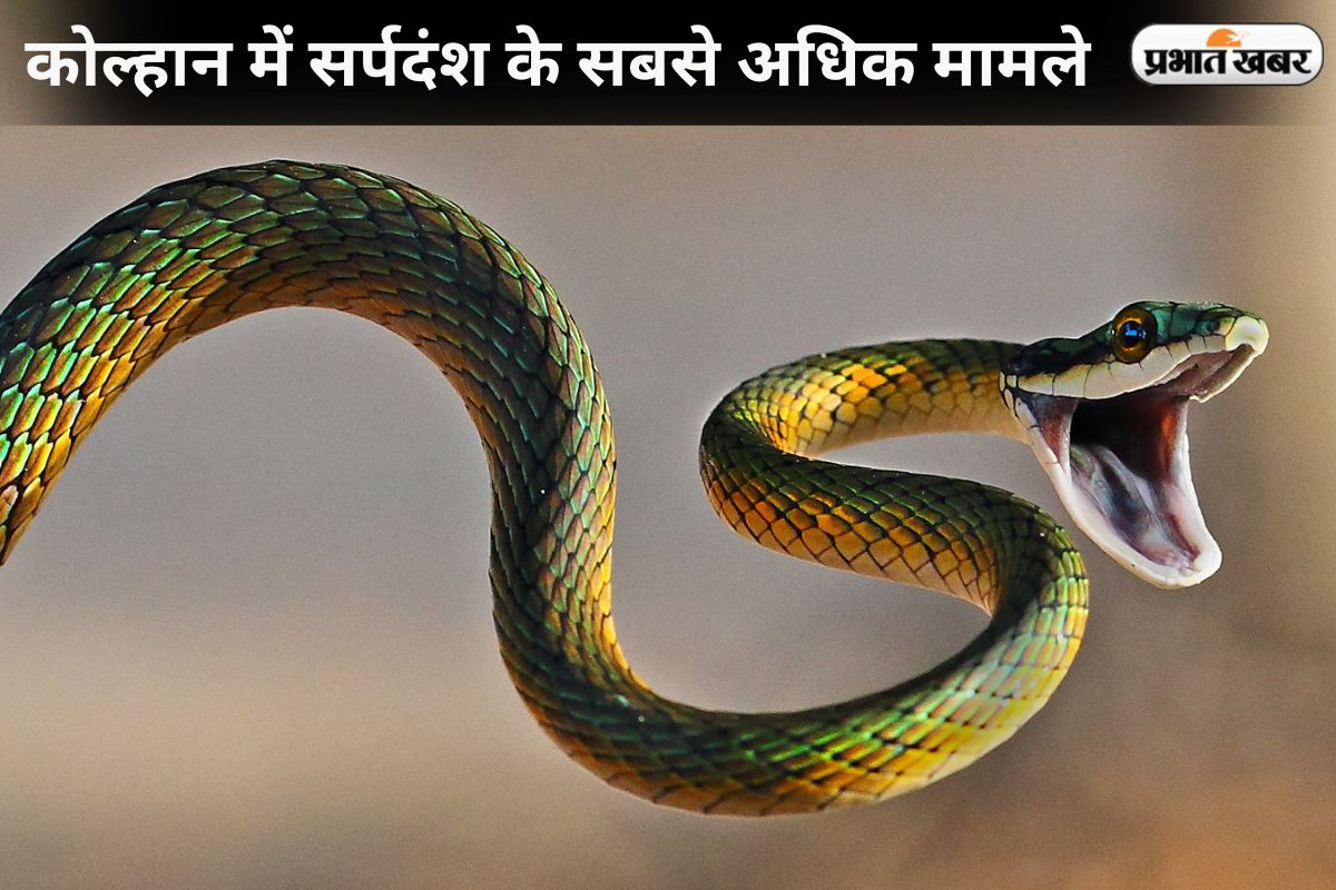 Snake Bite