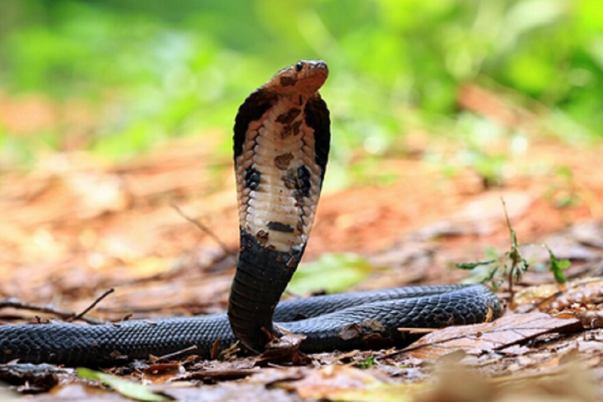 Snake Venom Price in India