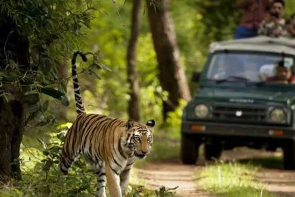 Bihar Tourism Movement in VTR Jungle Safari closed till September 30