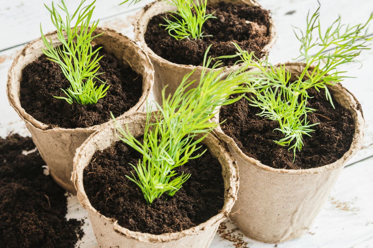 rosemary plant