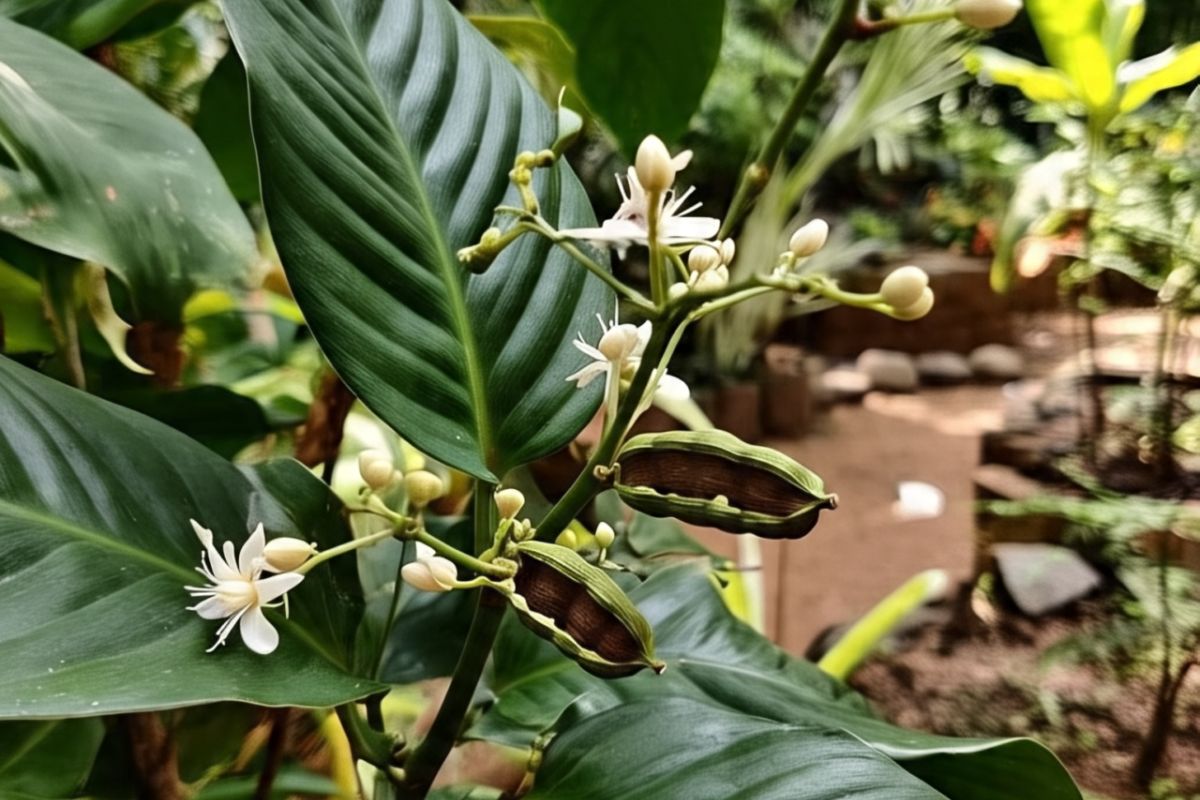 elaichi plant