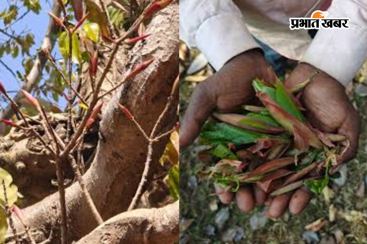 Putkal tree