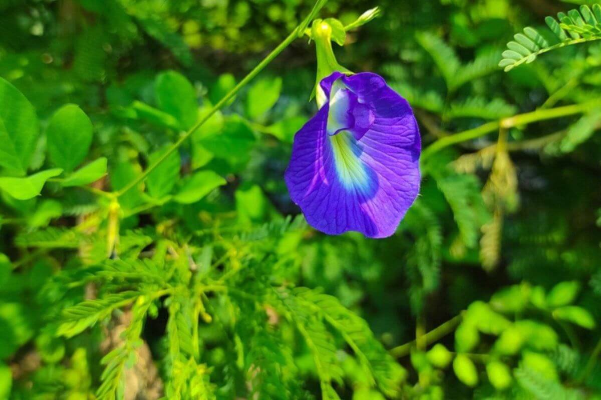 aprajita plant