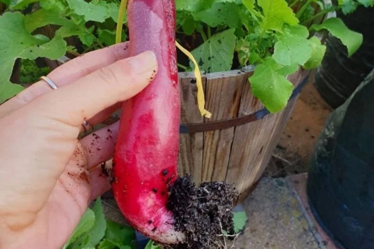 Tips for Planting Radishes: अब बालकनी में उगेगी मूली! जानिए कब और कैसे लगाएं बीज 