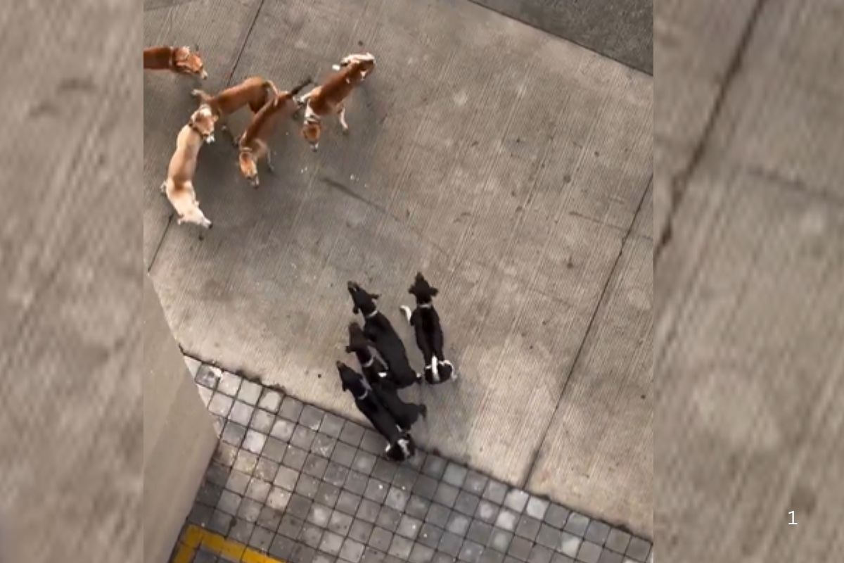 Viral Video