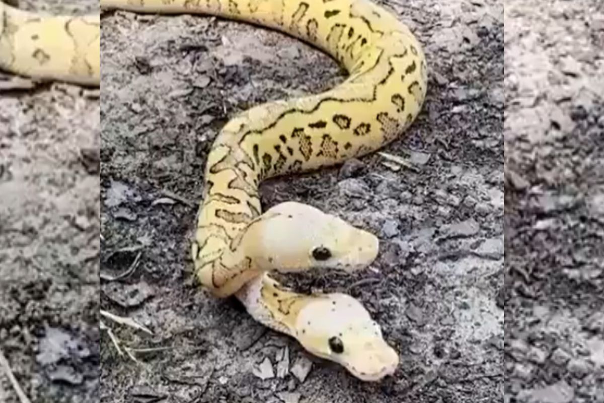Viral Video