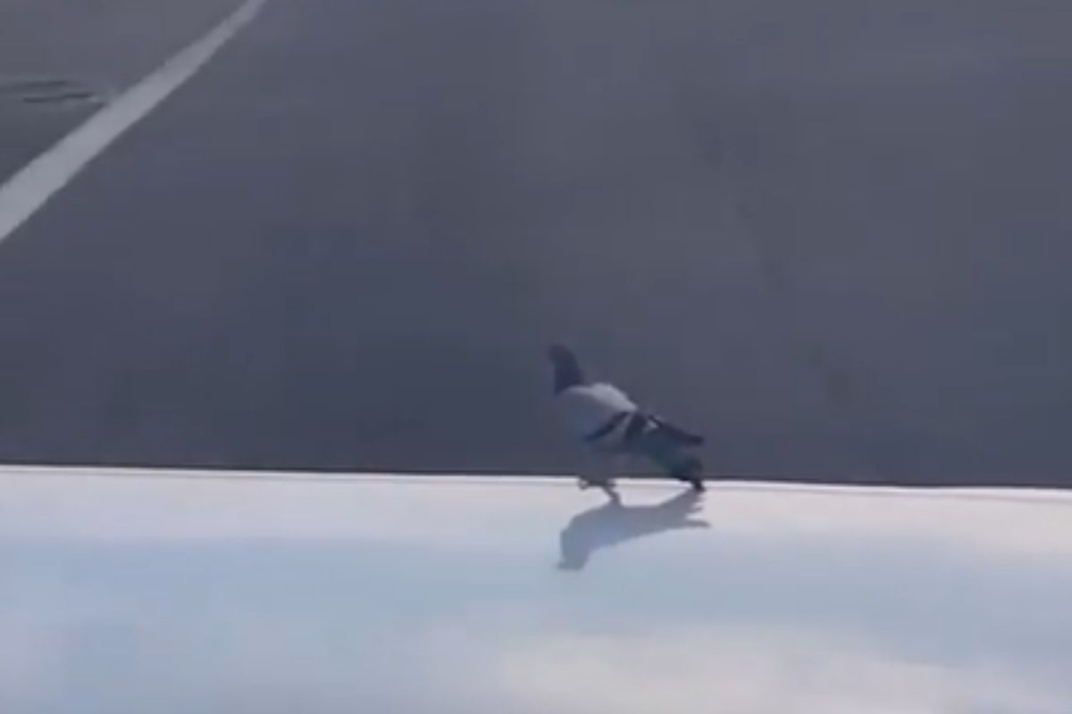 Video Viral