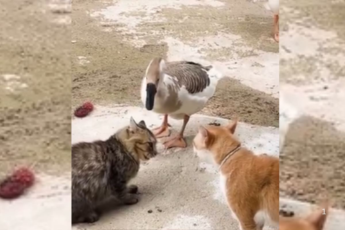 Viral Video