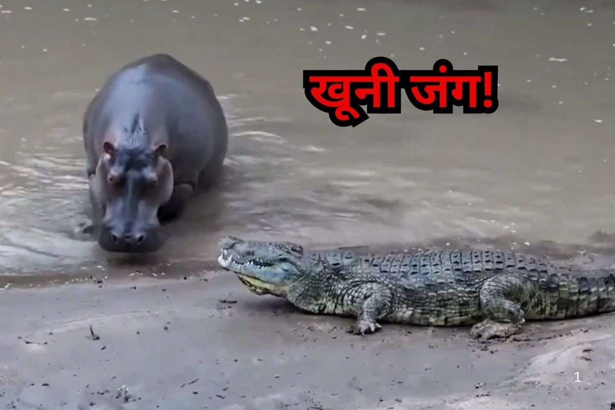 Viral Video