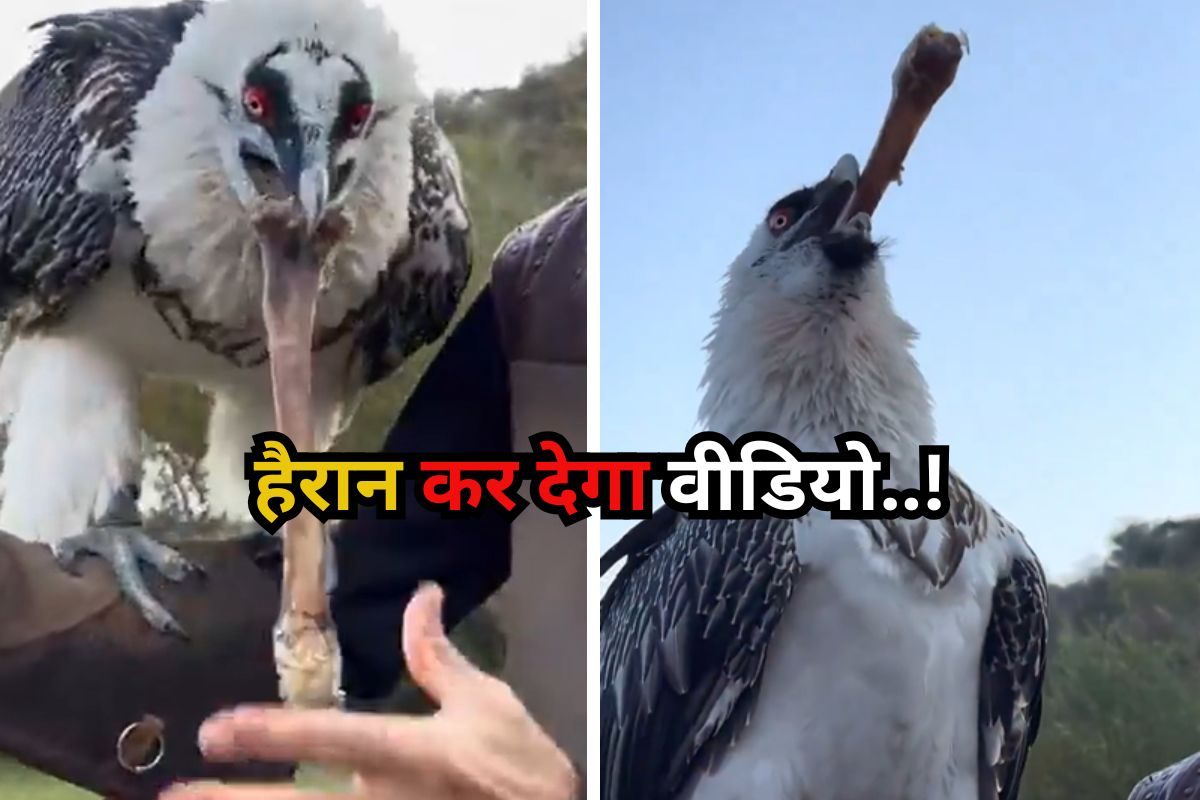 Viral Video