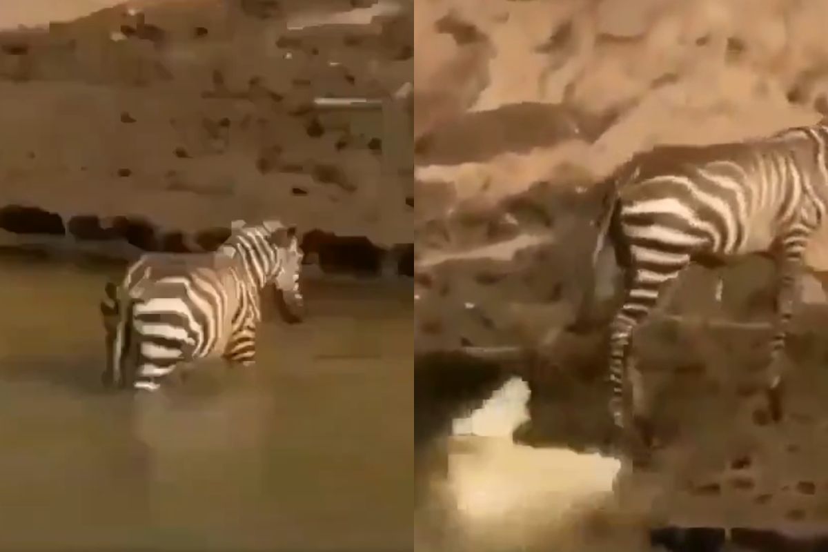 Viral Video