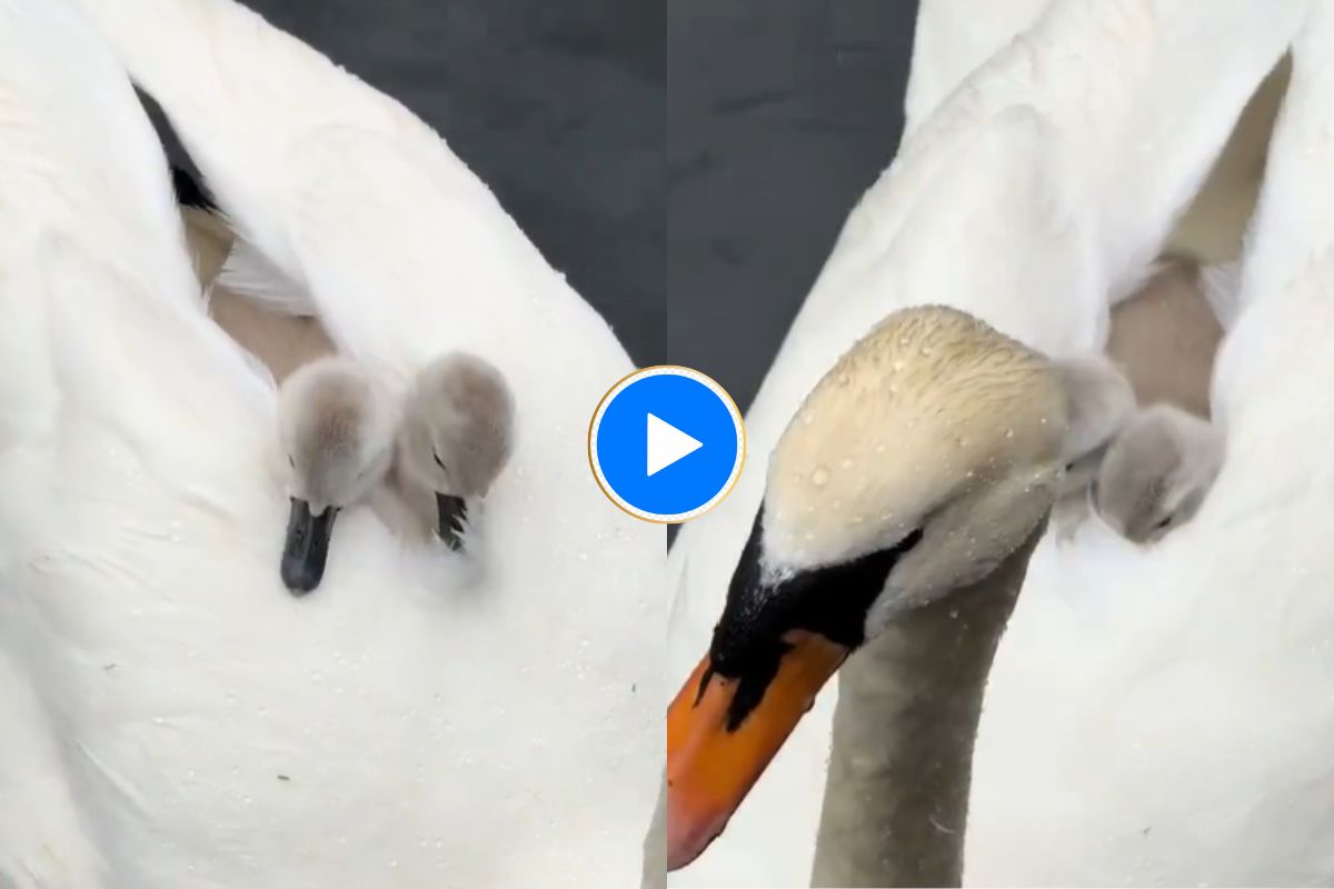 Viral Video