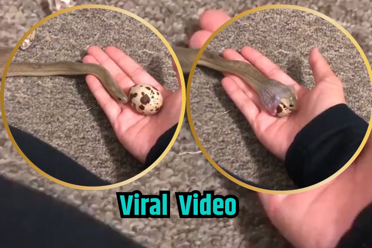 Viral Video