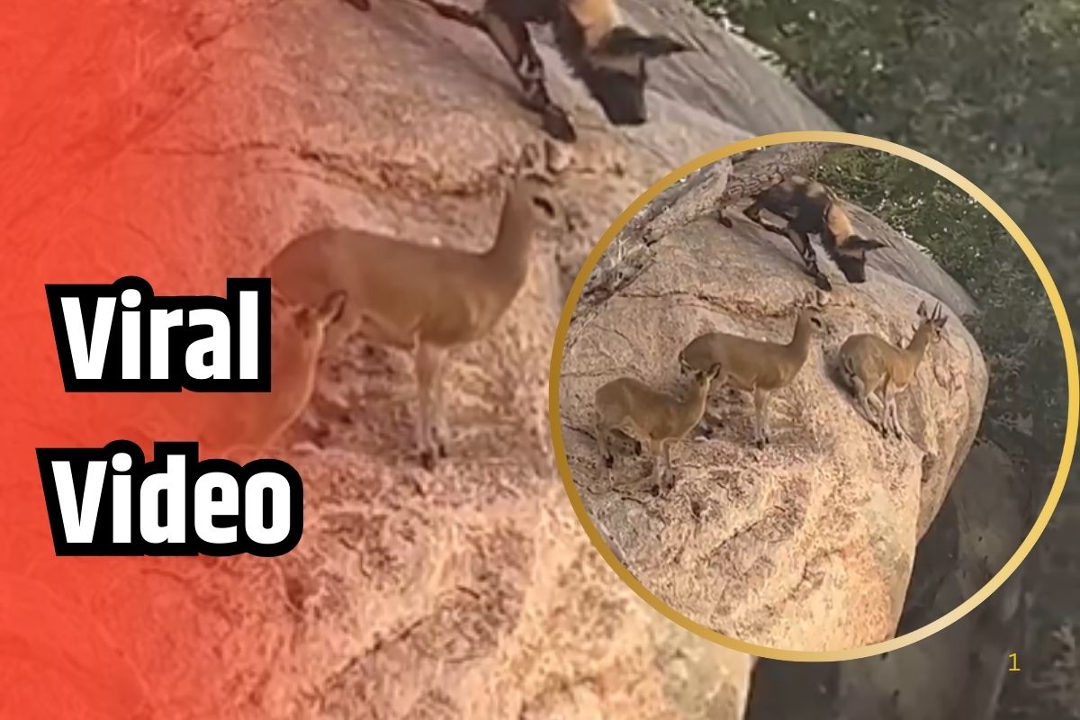 Viral Video