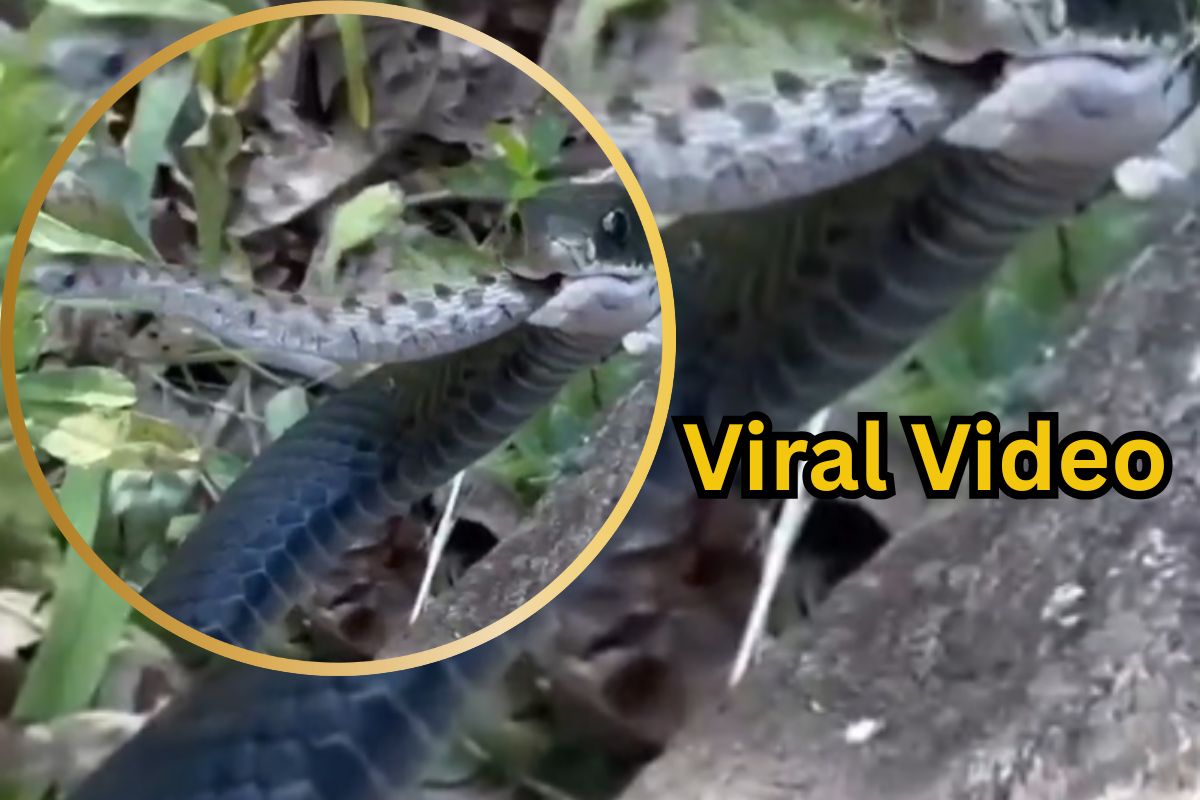 Viral Video
