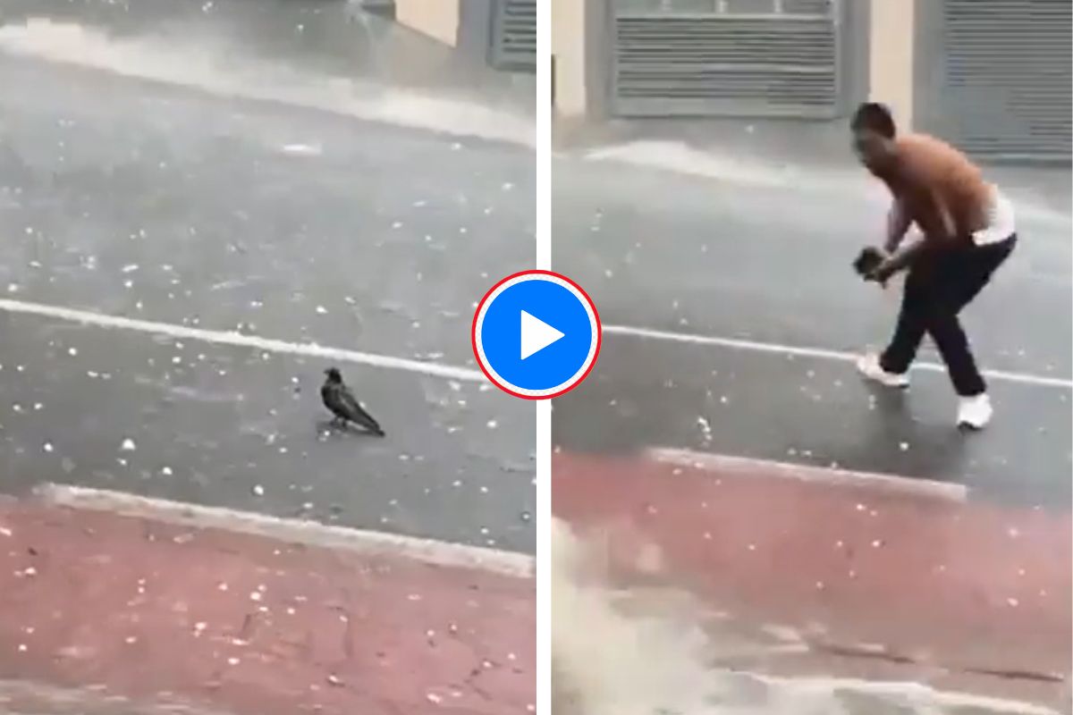 Viral Video
