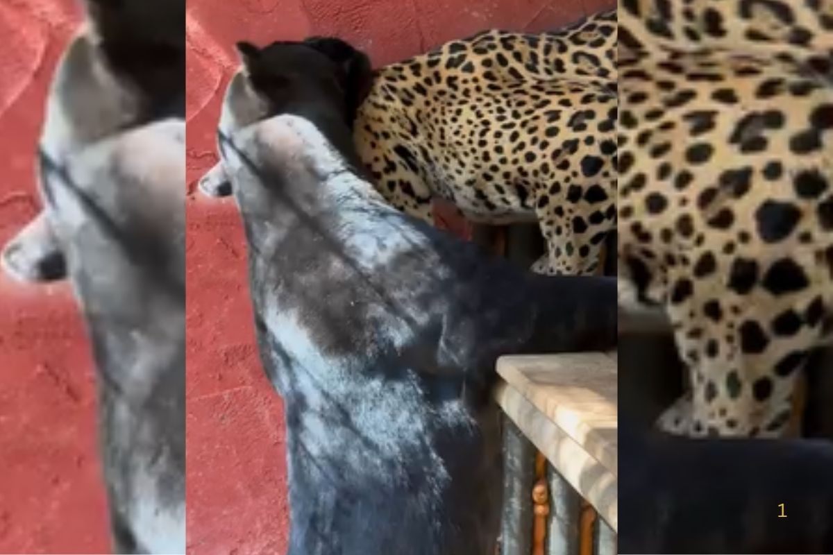 Viral Video Animal Fighting