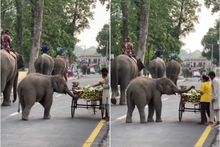 खीरे का ठेला देख खरीदारी करने पहुंचा नन्हा हाथी, छोटू ने फिर किया कुछ ऐसा कि वायरल हो गया वीडियो