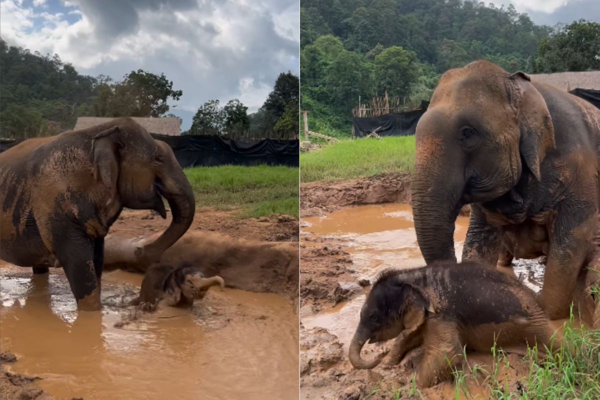 Viral Video Baby Elephant Play In Mud
