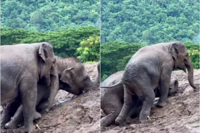 Viral Video: कीचड़ वाले पहाड़ पर चढ़ कर फिसलते दिखाई दिए नन्हे हाथी, मस्ती भरा वीडियो देख खुश हो जायेगा दिल