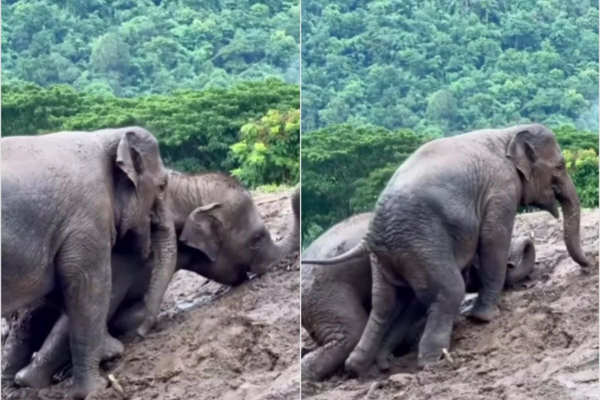 Viral Video Baby Elephant Playing in Mud
