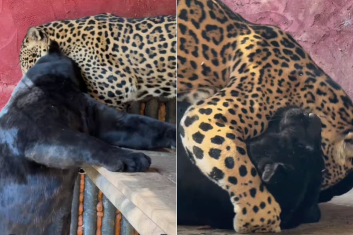 Viral Video Black Panther and Jaguar Playing