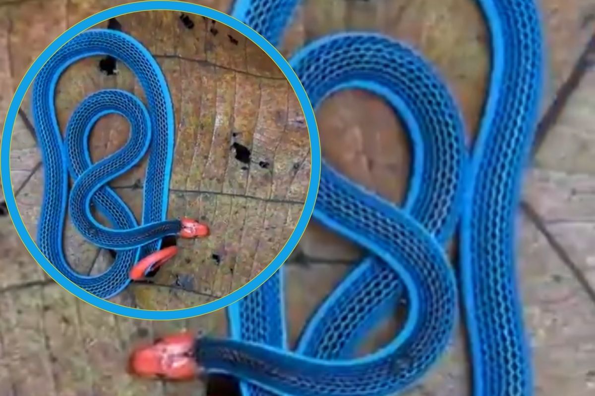 Viral Video Snake