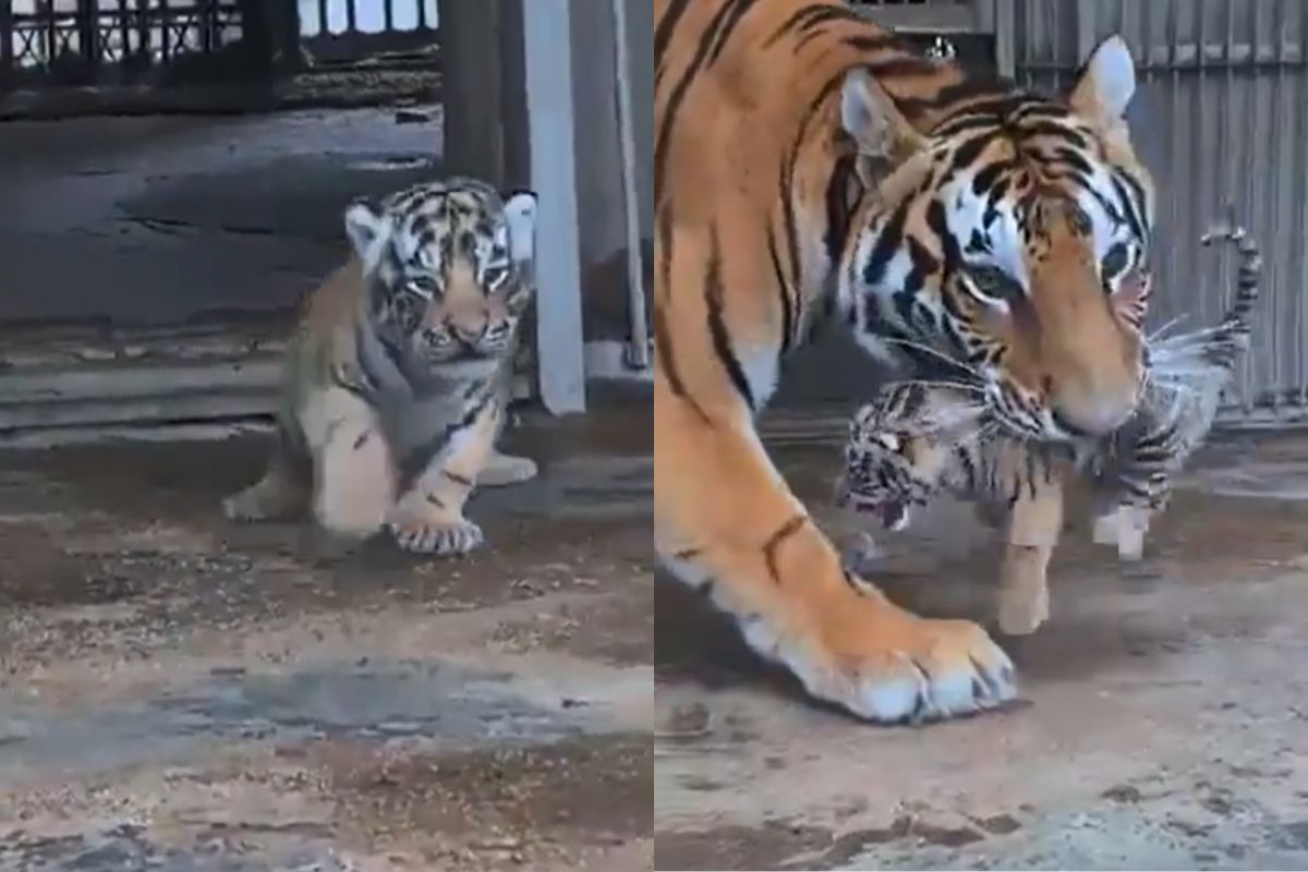 Viral Video Tiger