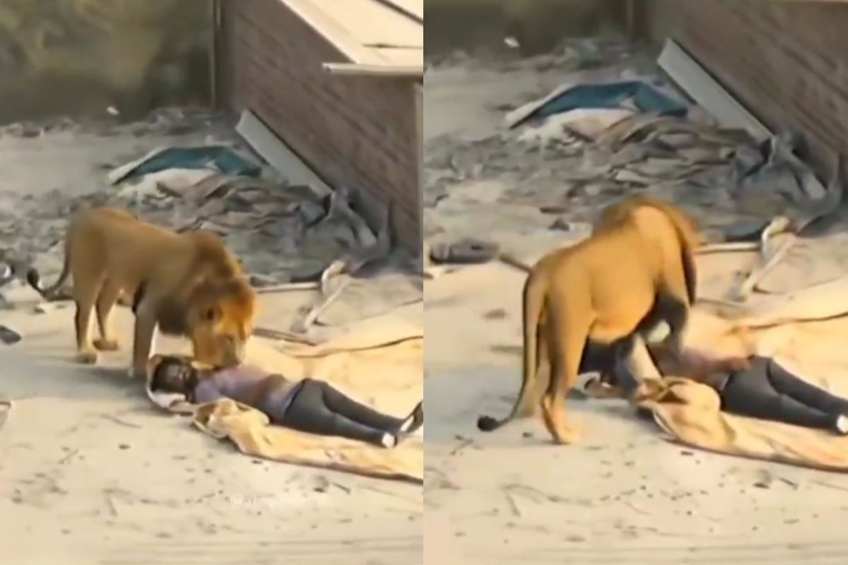 Viral Video lion on rooftop