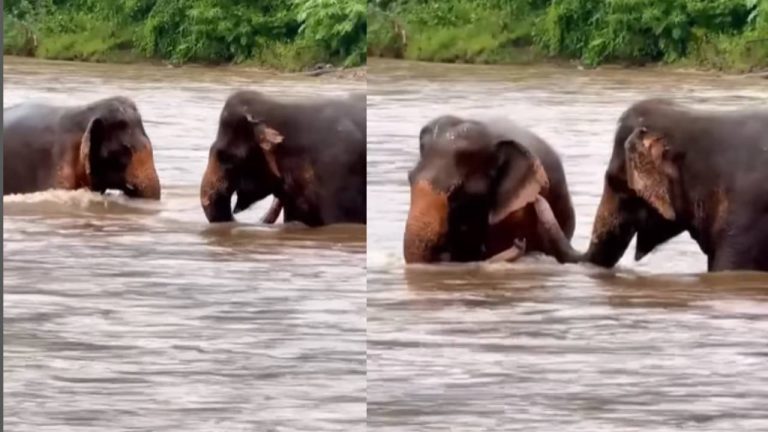 Viral Video: हाथियों का ‘वॉटर पार्क’, नदी में अठखेलियां करते गजराज, आवाज से मोह लिया सबका मन