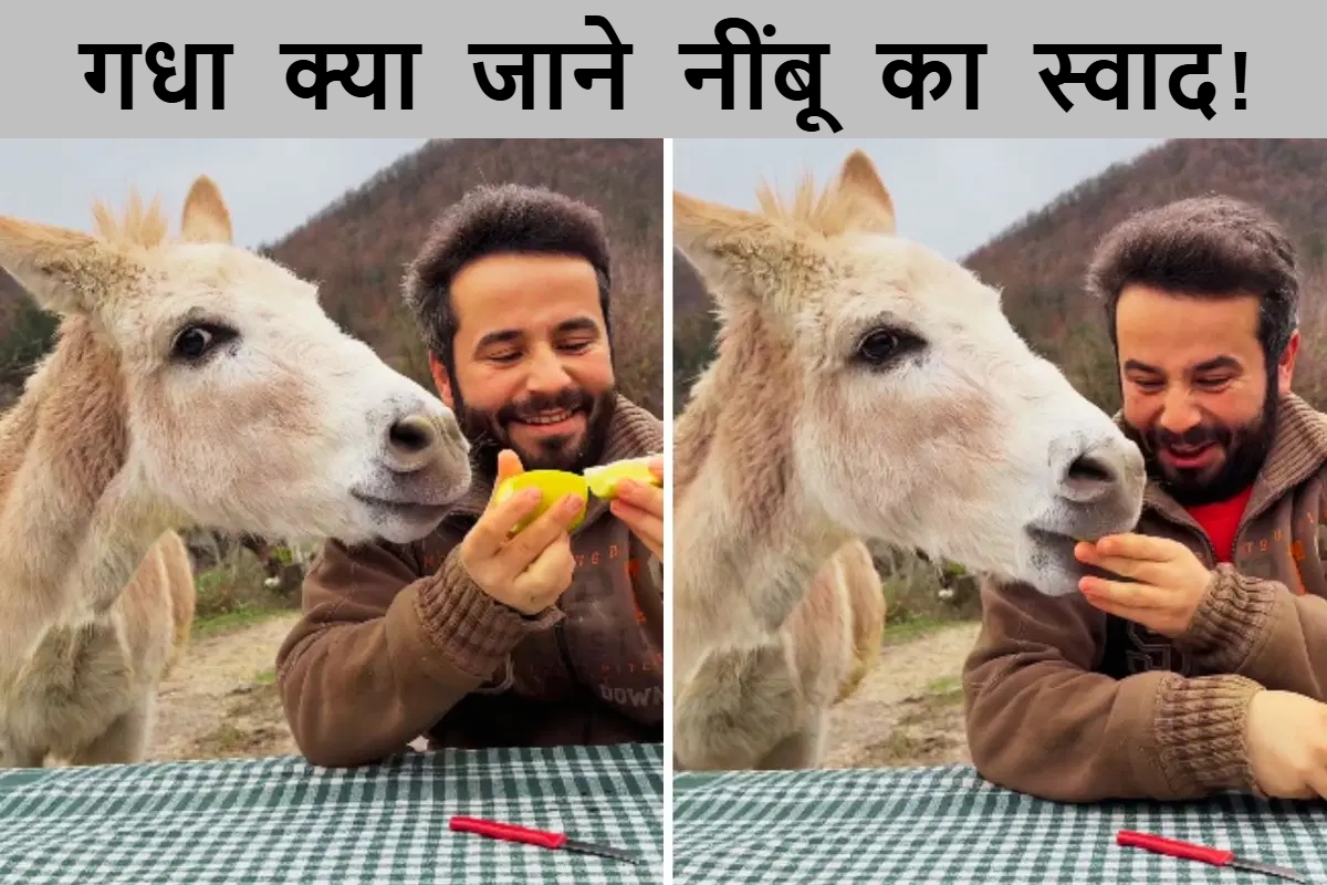 Watch Donkey Tastes Lemon First Time
