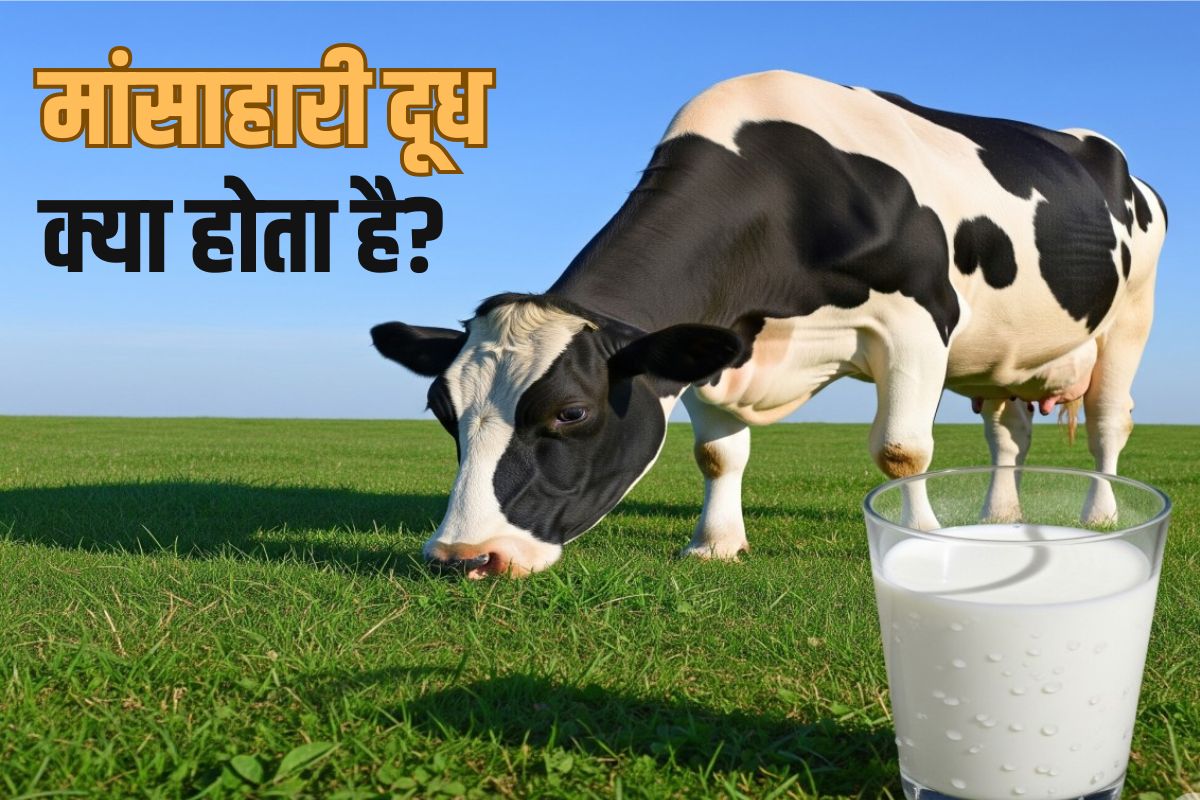 What is Non Veg Milk