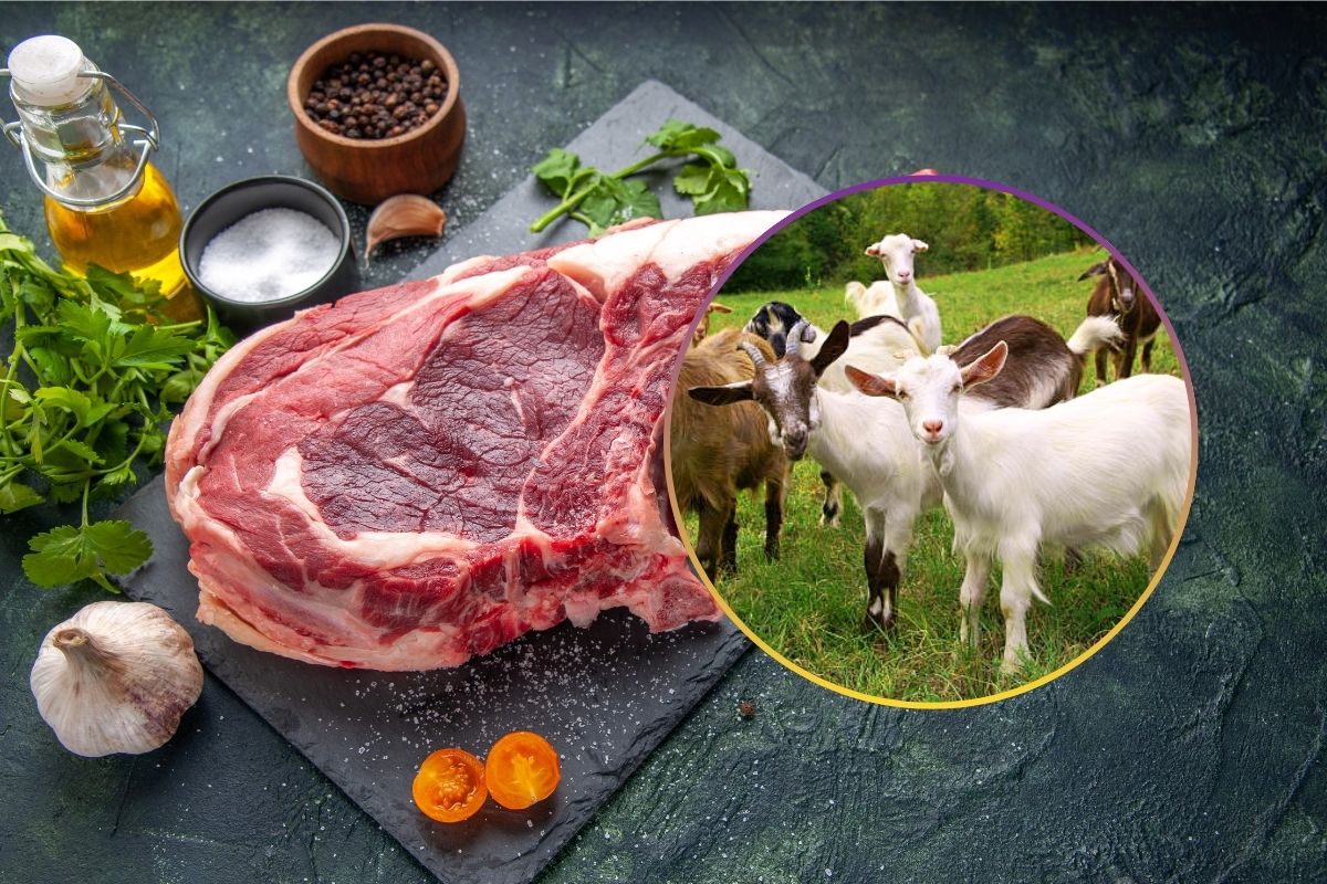 Which Animal Meat To Eat Rain Season