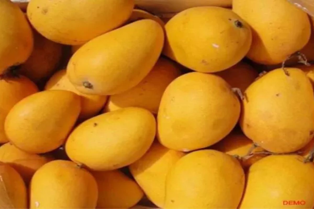 bhagalpur mango