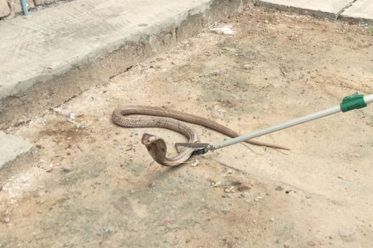 bhagalpur snake news| So far 300 snakes have been rescued in Bhagalpur during the rainy season