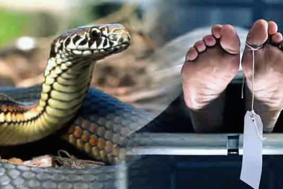 bihar snake bite| Two women were bitten by a snake in Bihar, one died, the other is in critical condition