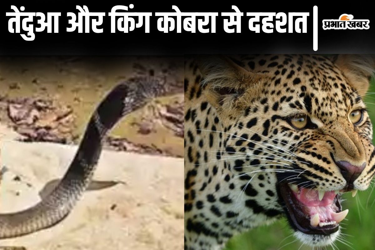 bihar snake news