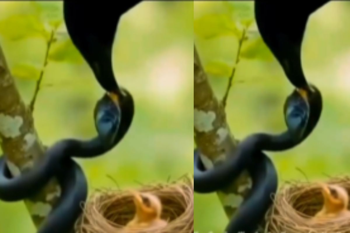 bird and snake
