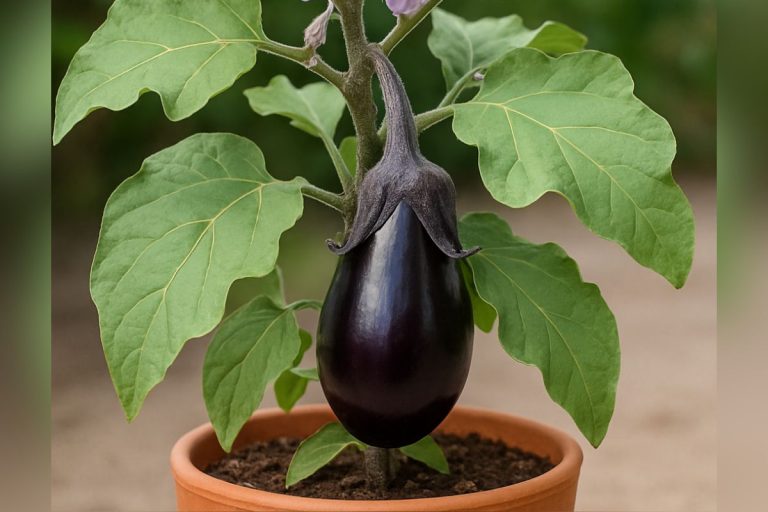 Brinjal Plant Gardening Tips: अब बाजार से नहीं घर में पाएं ताजे बैंगन, इन टिप्स से गमले में उगाएं
