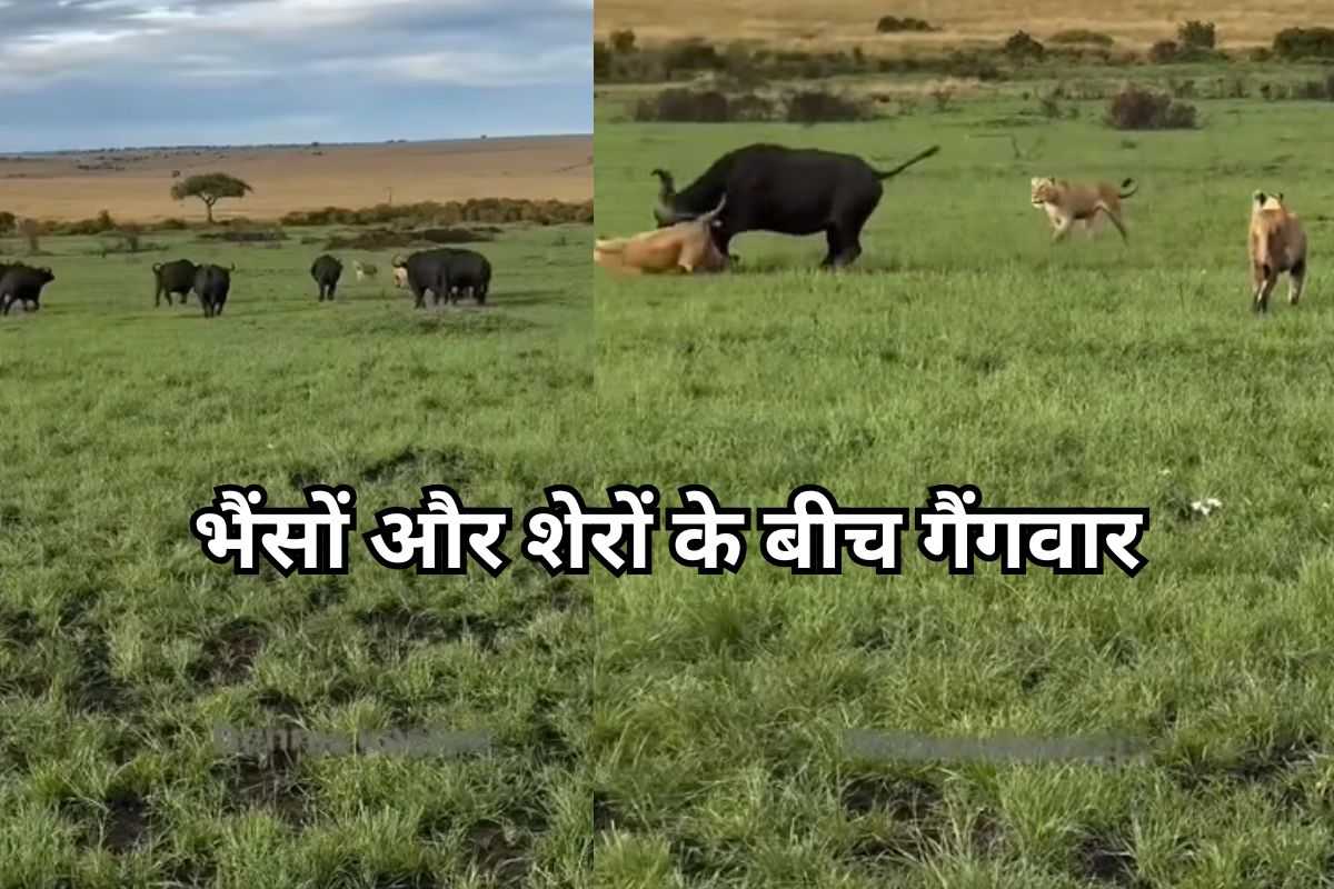 buffaloes and lions
